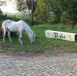 HARAS Du MONT CARMEL, Coutiches - Horaires d'ouverture