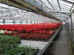 Lo fleurs, Saint-Julien-en-Genevois - Horaires d'ouverture