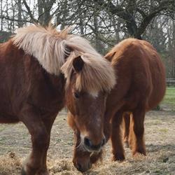 Association les animaux du maréchal Leclerc, Neuville-en-Ferrain - Horaires d'ouverture