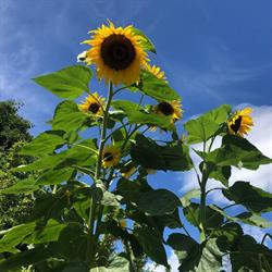 Appart' de Vacances, Saint-Laurent-des-Arbres - Horaires d'ouverture