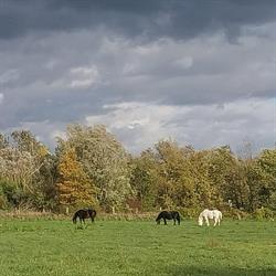 Equus Loisirs, Braine - Horaires d'ouverture