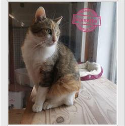 Pension pour chats Ocicat Land, Quesques - Horaires d'ouverture