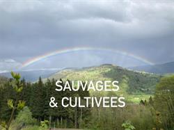 Sauvages & Cultivées, Cornimont - Horaires d'ouverture