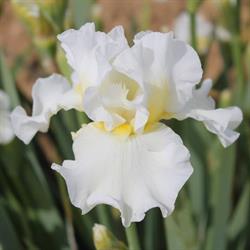 Iris du Val de Drôme EARL des Acacias, Grane - Horaires d'ouverture