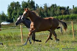 Elevage des Falaises, Boismont - Horaires d'ouverture