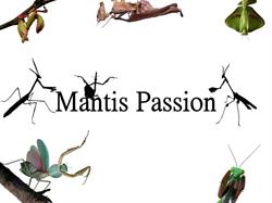 Mantis Passion - élevage d'arthropodes exotiques, Craponne - Horaires d'ouverture