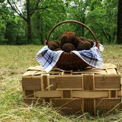 Truffes Passion "A la découverte de la truffe", Limogne-en-Quercy - Horaires d'ouverture