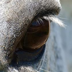 Equicoaching Events, Ury - Horaires d'ouverture