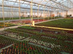 Florentin Fleurs & Plants - Horticulteur Producteur en Isère, Saint-Lattier - Horaires d'ouverture