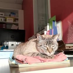 CLINIQUE VETERINAIRE VIGNES ET MOINE, Vallet - Horaires d'ouverture