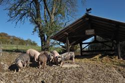 LA FERME DU MERISIER, Schwerdorff - Horaires d'ouverture