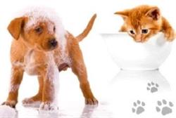 Fashion Dog, Altkirch - Horaires d'ouverture