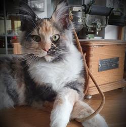 Un Chat sur la Commode, Neuf-Berquin - Horaires d'ouverture