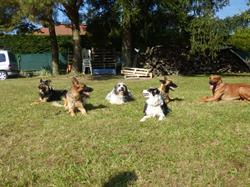 Annecy Dressage Canin, Sillingy - Horaires d'ouverture