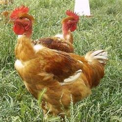 Les Poulettes De Bazaine, Mollégès - Horaires d'ouverture