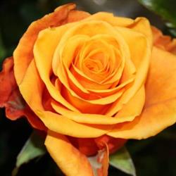NS Fleurs, Laval-sur-Vologne - Horaires d'ouverture