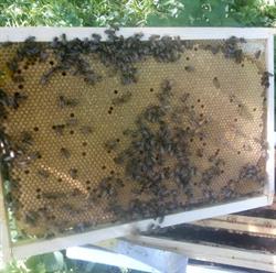 L' Abeille de Picardie, Ailly-sur-Noye - Horaires d'ouverture