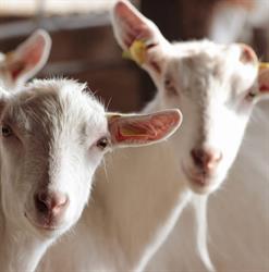Fromagerie Les Pampilles, Alixan - Horaires d'ouverture