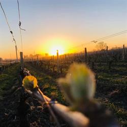 Domaine Lecomte, Farges-en-Septaine - Horaires d'ouverture