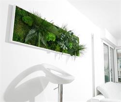 Plantestabilisee.com, Courbevoie - Horaires d'ouverture