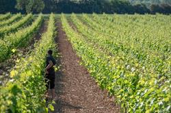 Domaine Lou Roucas, La Brillanne - Horaires d'ouverture