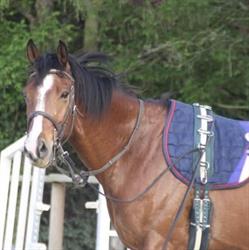 Hopps Family Stables - Les Ecuries du Marais, Le Val-Saint-Germain - Horaires d'ouverture