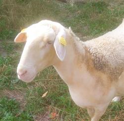La Ferme des Bellets, Clux - Horaires d'ouverture