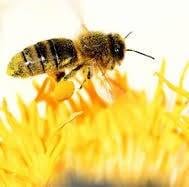 Juju Abeilles Miel Fressines, - Horaires d'ouverture