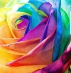 Association Rosa, Vigneux-sur-Seine - Horaires d'ouverture