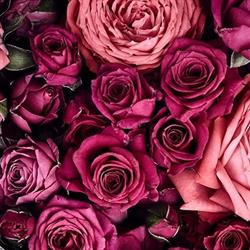 Rose of Bulgaria - Rbg Paris, Écos - Horaires d'ouverture