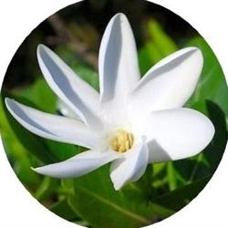 Emma DUBOS - Massages de santé, Naturopathie, Soins du Pacifique, Marseille - Horaires d'ouverture