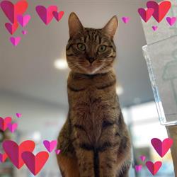 CLINIQUE VETERINAIRE TIGRA, Saint-Jory - Horaires d'ouverture