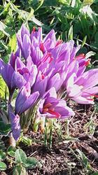 Le Safran de Marennes - Horaires d'ouverture