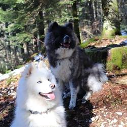 Excellence family pet sitter, Bonnevaux - Horaires d'ouverture