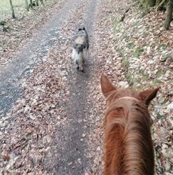 Barn Ranch Pony, Laurière - Horaires d'ouverture