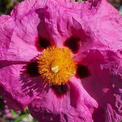Les Jardins d'Elise, Lussas - Horaires d'ouverture