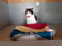 Maison Mabel Pension pour Chats, Aulnay - Horaires d'ouverture