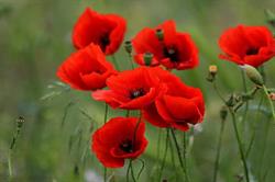Les Coquelicots, Montrouge - Horaires d'ouverture