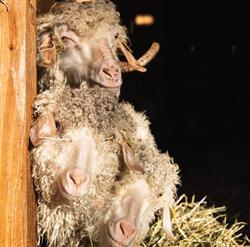 Une Ferme à la Bassette, Labaroche - Horaires d'ouverture