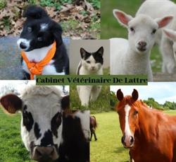 CABINET VETERINAIRE DE LATTRE, Nieul-le-Dolent - Horaires d'ouverture