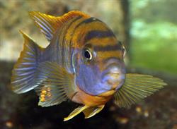 Noémi Aquarium, Oberhoffen-sur-Moder - Horaires d'ouverture