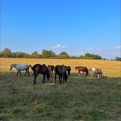 PONEY VILLAGE, Onet-le-Château - Horaires d'ouverture