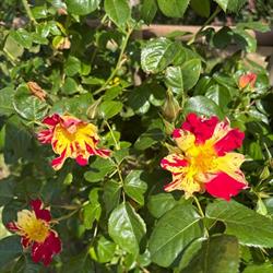 Au Panier Fleuri, Étoile-sur-Rhône - Horaires d'ouverture