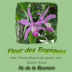 Fleur des Tropiques, Saint-Paul - Horaires d'ouverture