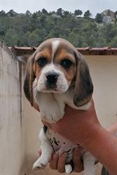SARL PUECH ROUCH - BEAGLE ST CHINIAN, Saint-Chinian - Horaires d'ouverture