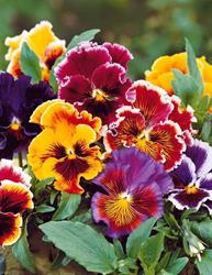 Fleurs comestibles, Noves - Horaires d'ouverture