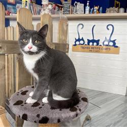 Troyes Petits Chats, - Horaires d'ouverture