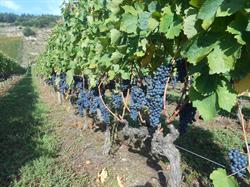 Domaine Dumien Serrette, Cornas - Horaires d'ouverture