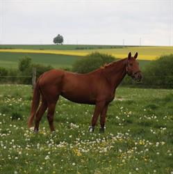 Cabinet veterinaire équin, Vigny - Horaires d'ouverture
