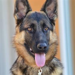 Centre d'Éducation Canine / Éducateur canin, Aiglun - Horaires d'ouverture